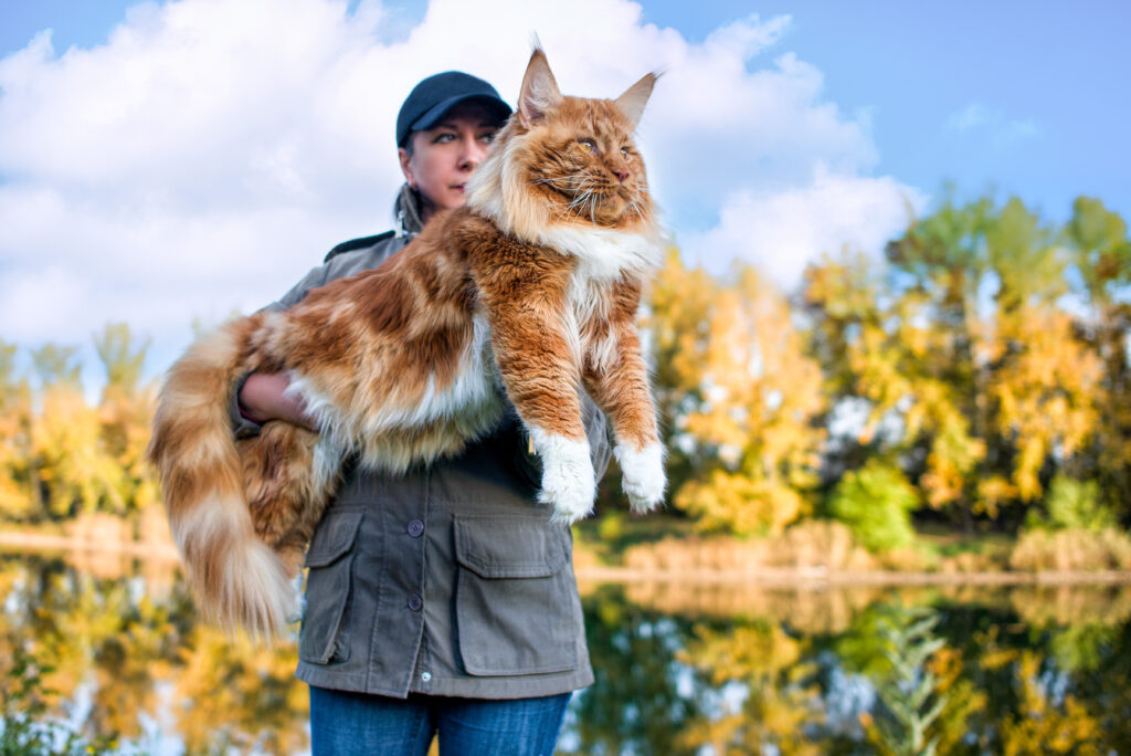 Unraveling the Mystique of Maine Coons: A Comprehensive Guide