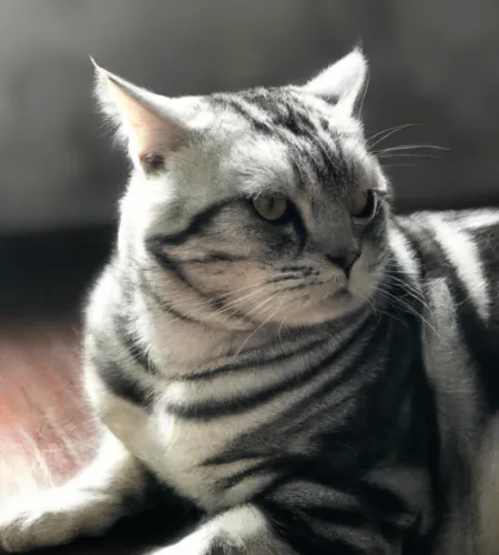 American Shorthair