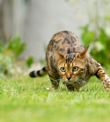 Bengal Cat