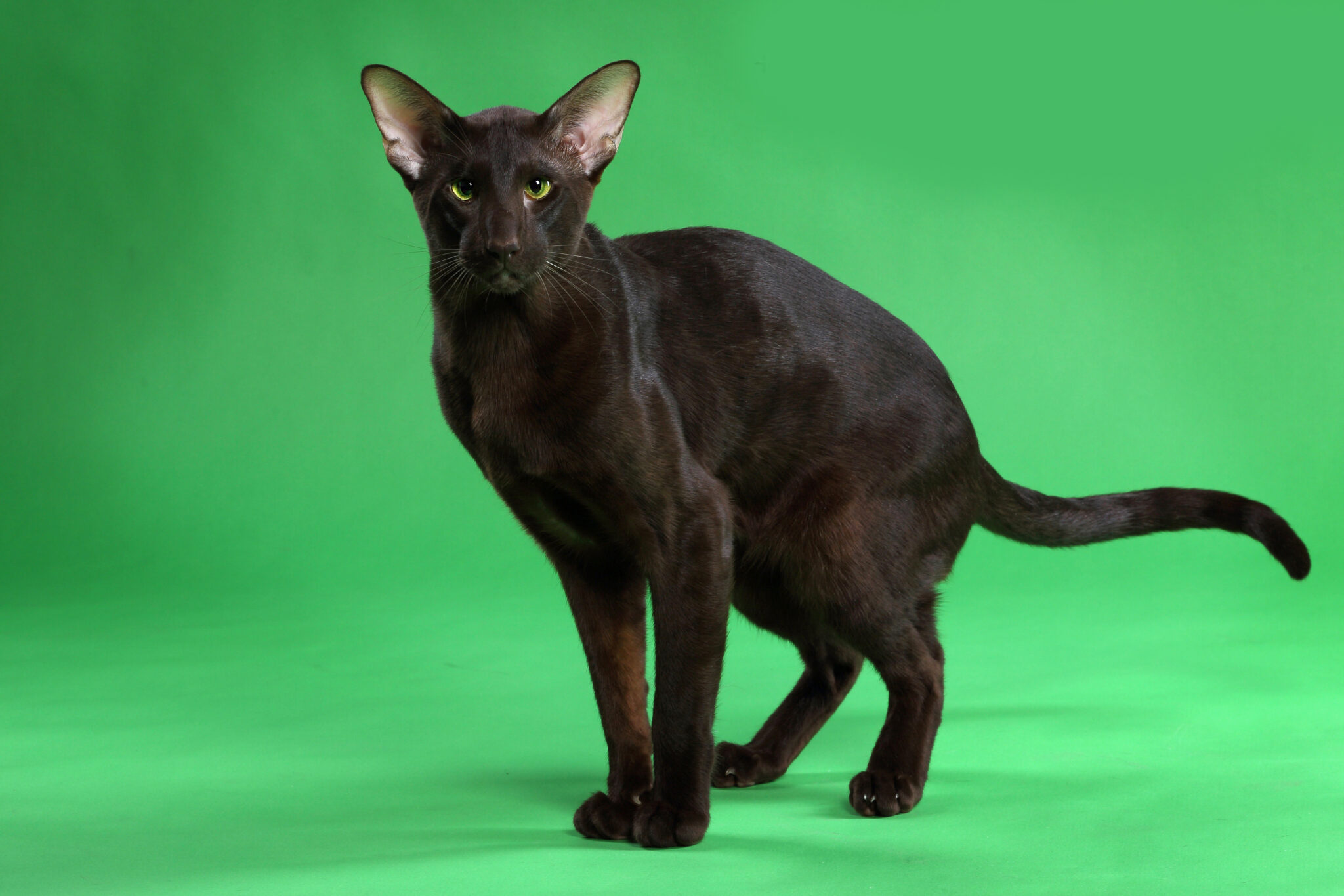 Comprehensive Guide to Oriental Shorthair Cats
