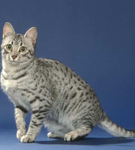 Egyptian Mau