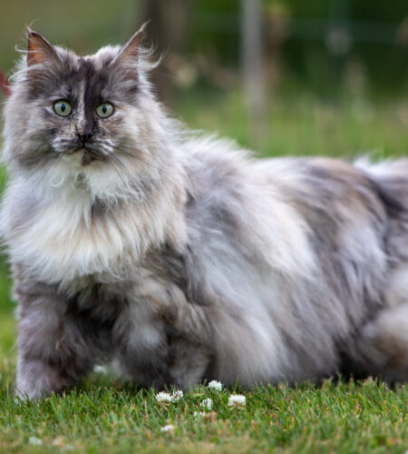 Norwegian Forest cat