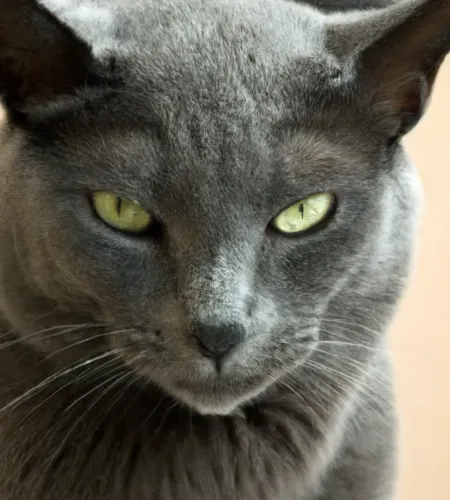 Russian Blue Cat