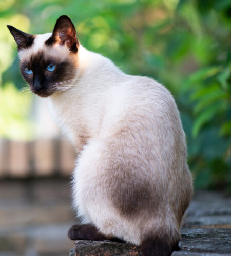 Hypoallergenic Cat Breed